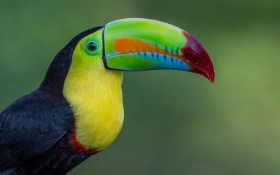 Actividad: Vista de aves